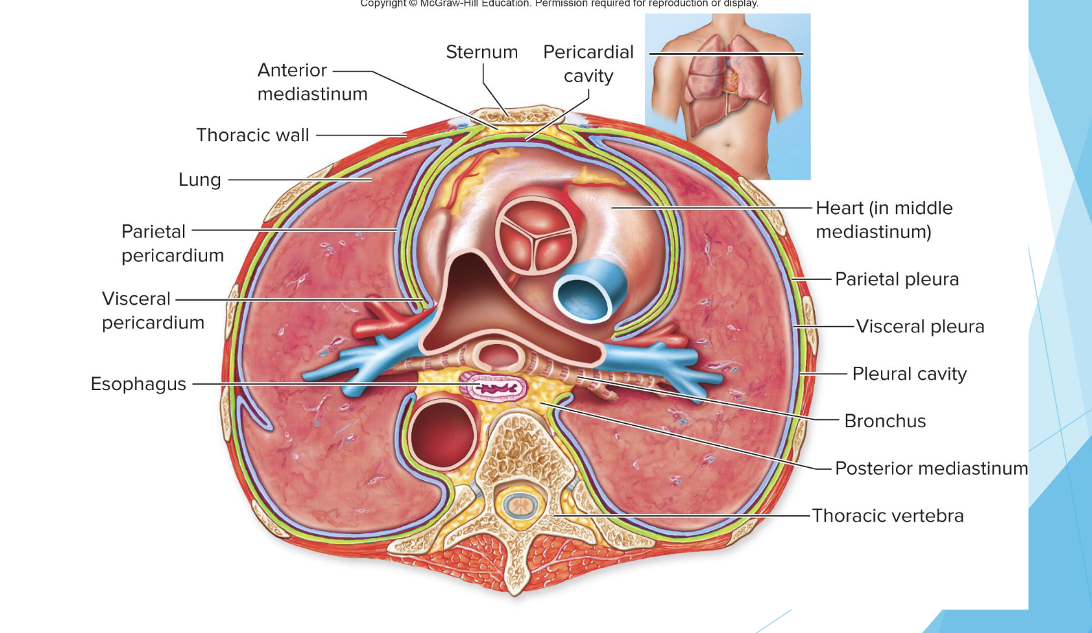 <p>the parietal pleura and the visceral pleura </p>