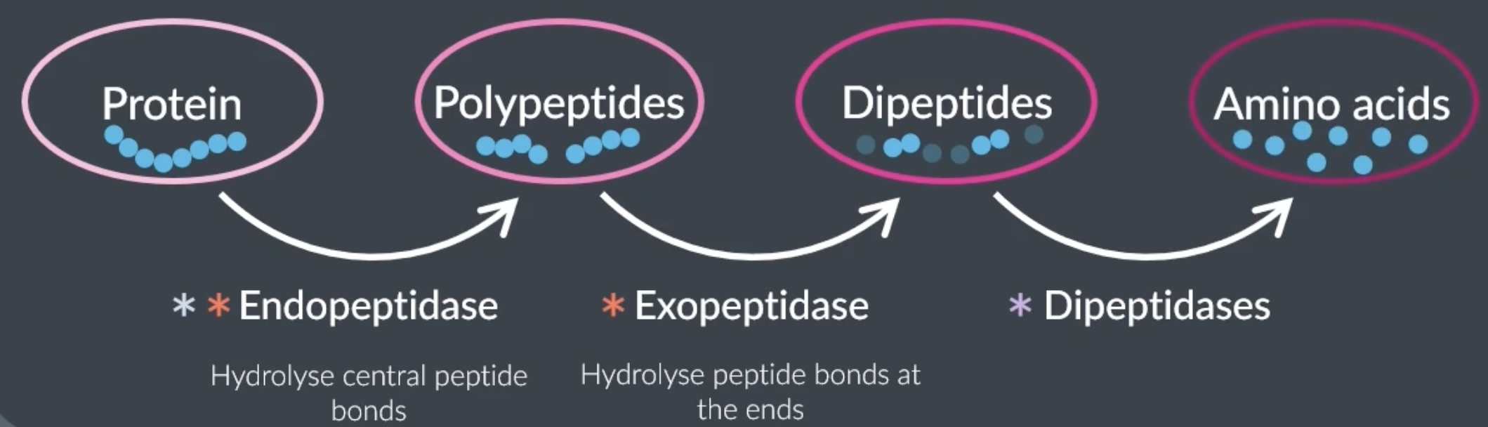 <p>protein digestion starts in the stomach, continues in the duodenum and finishes in the ileum</p><p>3 enzymes can hydrolyse polymer proteins</p><p>-<strong>endopeptidase</strong>= hydrolyse peptide bonds between amino acids in the middle of the polymer chain to produce a shorter polypeptide chain. found in stomach and small intestine</p><p>-<strong>exopeptidase</strong>= hydrolyse peptide bonds between amino acids at the end of the polymer chain to produce dipeptides. found in small intestine</p><p>-<strong>membrane</strong> <strong>bound</strong> <strong>dipeptidase</strong>= hydrolyse peptide bonds between 2 amino acids (after the first 2 enzymes are done hydrolysing and there’s around 2 amino acids left). found on intestine epithelial cells</p>
