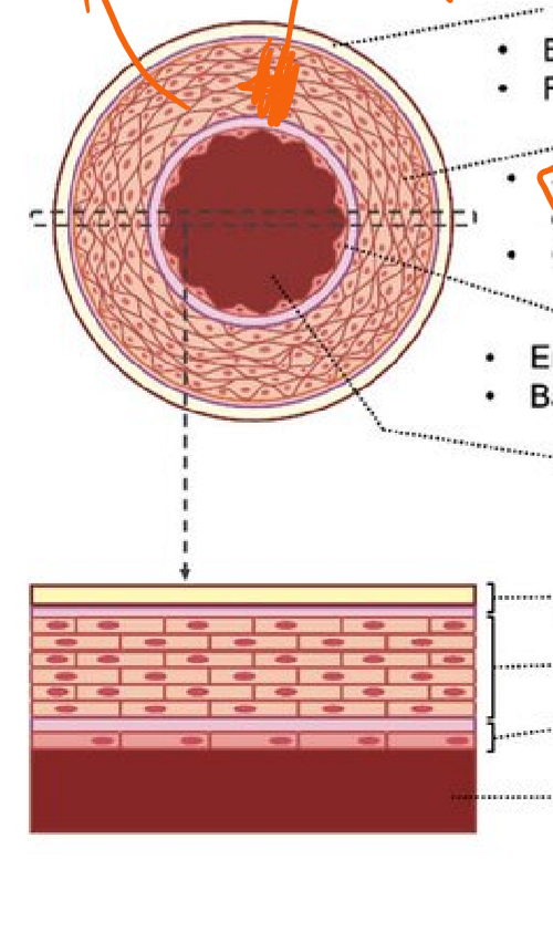 <p>Describe the structure and function of the blood vessels, arteries.</p>