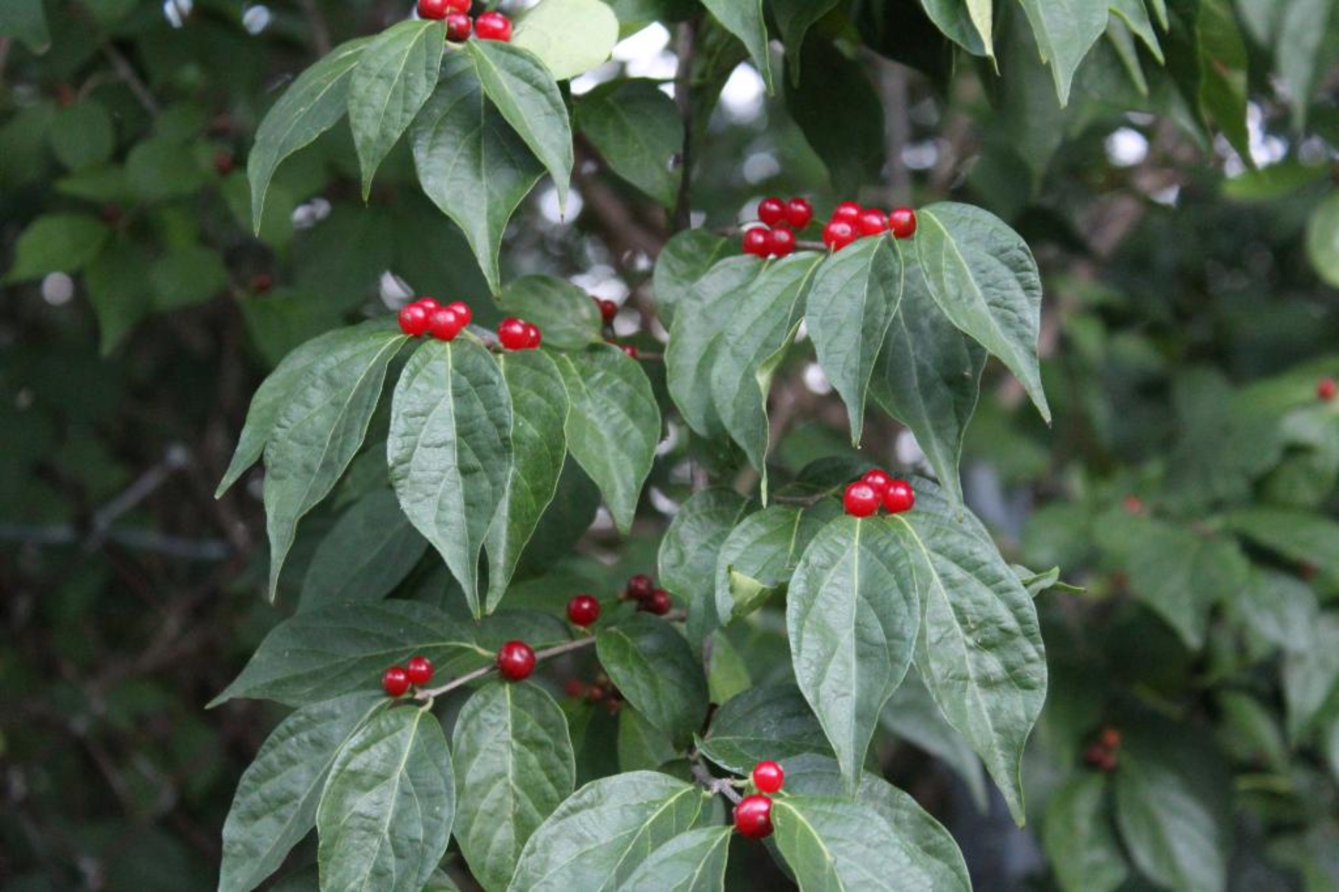 <p>Shrub with opposite leaves and red fruit.</p>