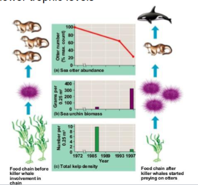 <p>a change in the rate of consumption at one trophic level that results in a series of changes in spp abundance or composition at lower trophic levels</p><p>an example of the top-down view </p>