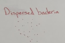 <p>small, dispersed flocs, high bacterial activity </p>