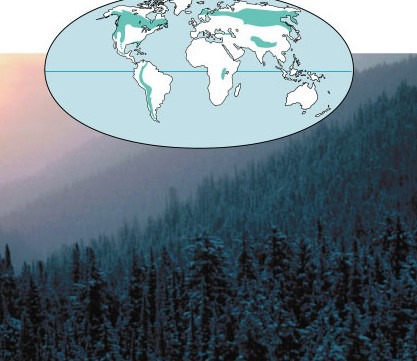<p><span>Subarctic climate with long, cold, dry winters, and short , mild summers. Dominated by coniferous evergreen trees. Plant diversity is low</span></p>