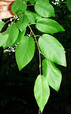 <p>large teeth, more rounded at the bottom of the leaf</p><p></p><p>shrub to small tree; finely-toothed, obovate leaves, short-stalked white flowers in drooping clusters which appear before the leaves emerge in early spring. Flowers give way to small, round green berries which turn red and finally mature to a dark purplish-black in early summer. Bark is gray and smooth but streaked with longitudinal fissures; often with a reddish cast.</p><p>alternate</p>