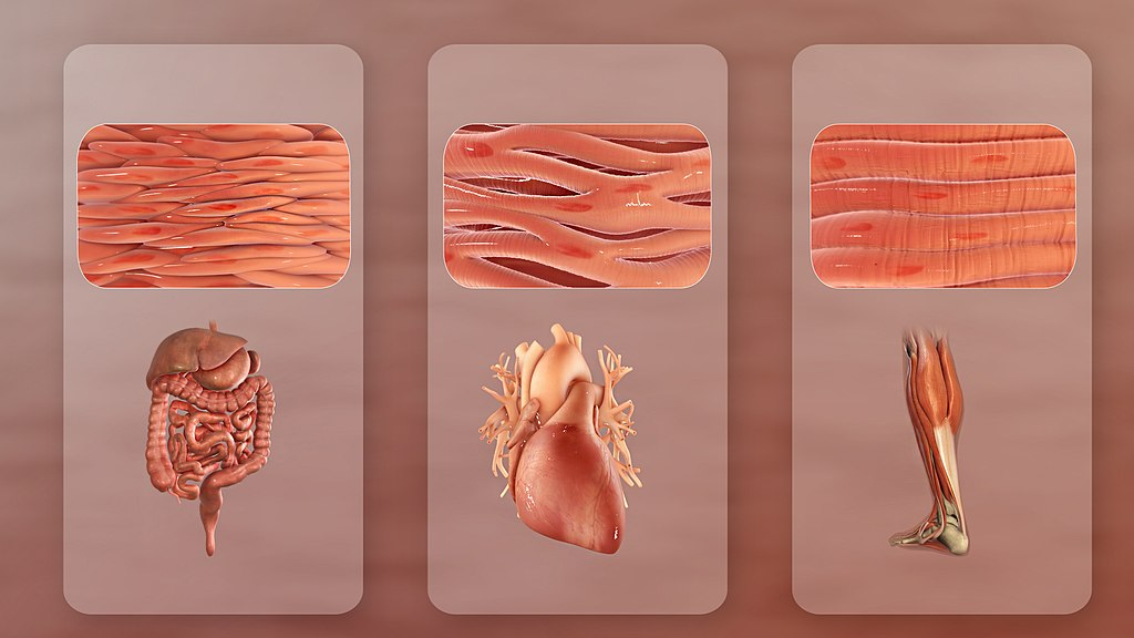 <p>Skeletal</p><ul><li><p>Striated, multinucleated, voluntary. Thin, cylindrical fiber-like shape</p></li></ul><p>Cardiac</p><ul><li><p>Striated, uninucleate, involuntary. Only in heart. Branched structure</p></li></ul><p>Smooth</p><ul><li><p>Nonstriated, uninucleate, involuntary. Automatic movements eg. GI, respiratory, reproductive tracts, pupils. Spindle-shaped</p></li></ul><p></p>