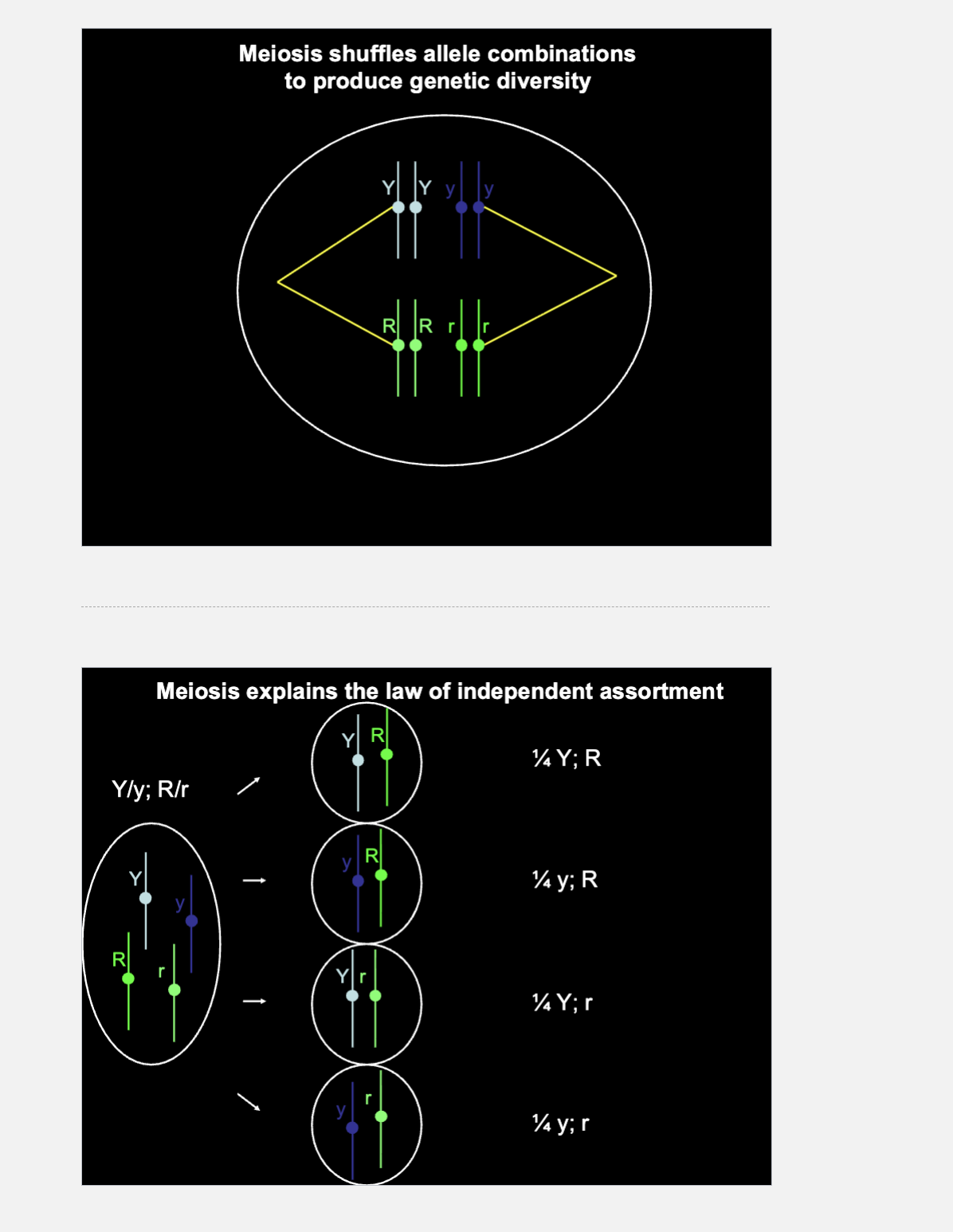 <ol><li><p>The cell has: Yy;&nbsp;Rr —→ This means there are <strong>two different chromosome types</strong>:</p></li></ol><ul><li><p>One homologous pair carries the <strong>Y/y</strong> gene.</p></li><li><p>Another homologous pair carries the <strong>R/r</strong> gene.</p></li></ul><p>So: n=2 ALSO BECAUSE BOTH ATE HETEROZYGOUS </p><p>ignore all homozygous pairs lined up (count as 0) </p><p></p><ol start="2"><li><p>During meiosis, the <strong>Y/y homologous pair</strong> can separate independently from the <strong>R/r homologous pair</strong>.</p></li><li><p>2^n=2^2=4​ gamete posibilities from this independent assortment</p><p>because there are <strong>2 chromosome types</strong>.</p></li></ol><p></p>