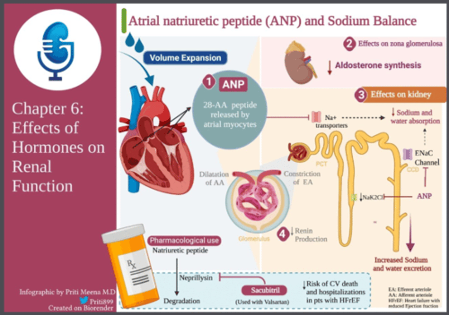 <p>B) ADH (anti-diuretic hormone) signals the kidneys to promote reabsorption of water; aldosterone signals the kidneys for the reabsorption of sodium ions and water; ANP and BNP (atrial natriuric peptide and B-type natriuric peptide) are secreted by the heart to assist with fluid level maintenance.</p><p>TRIPLE A!! </p><p>(thanks K!) </p>