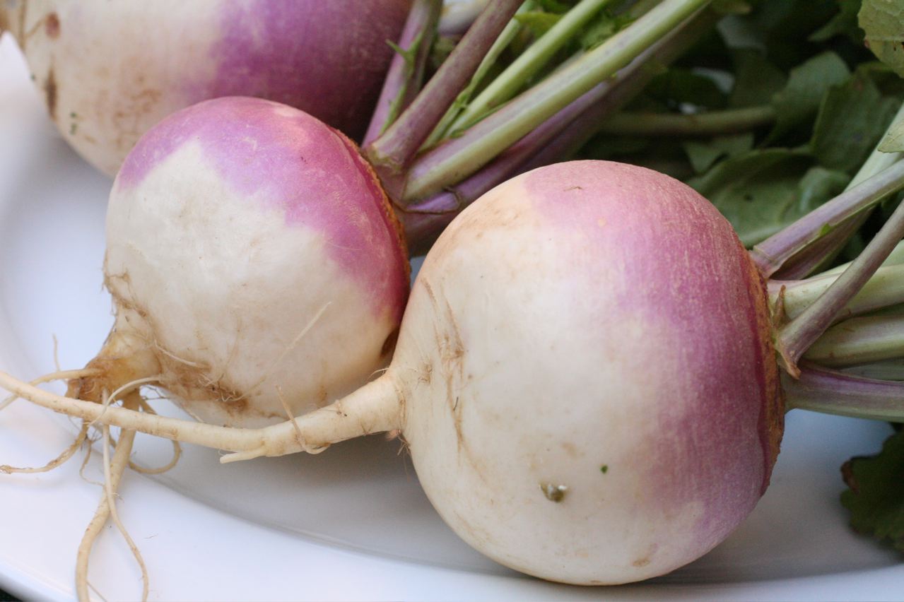 <p>turnip </p>
