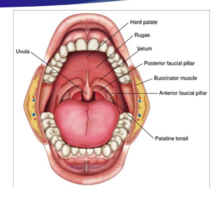 <p>Cavities of the vocal tract: Oral </p>