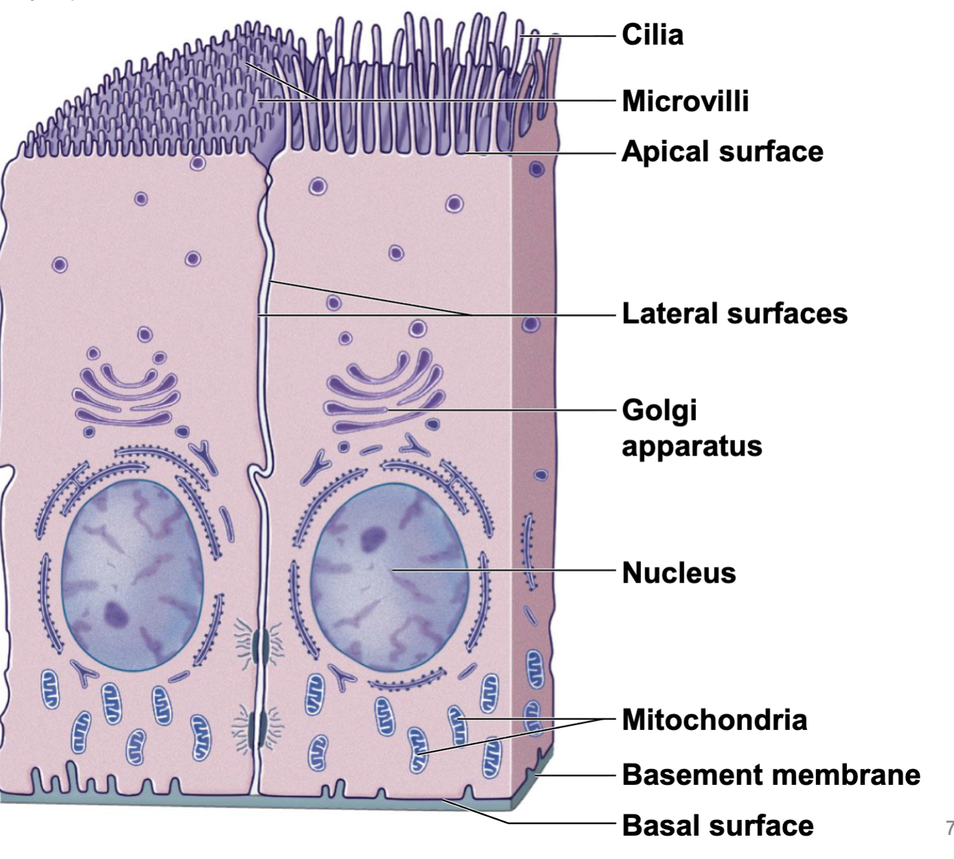 <p>To cover surfaces, line cavities, and form glands</p>