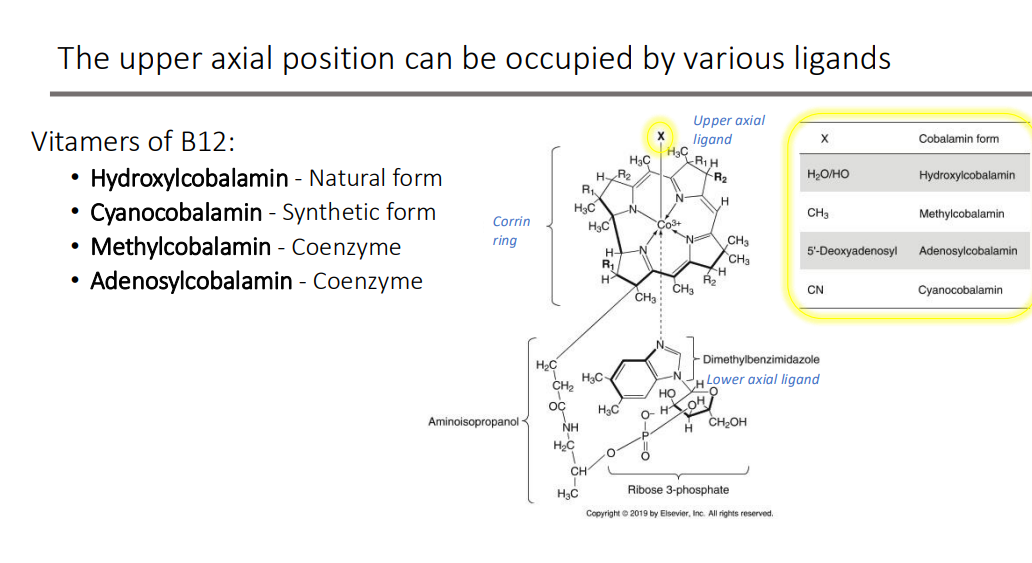 <ol><li><p><strong>Hydroxylcobalamin </strong>- Natural form </p></li><li><p><strong>Cyanocobalamin </strong>- Synthetic form </p></li><li><p><strong>Methylcobalamin </strong>- Coenzyme</p></li><li><p><strong>Adenosylcobalamin </strong>- Coenzyme</p></li></ol><p></p>