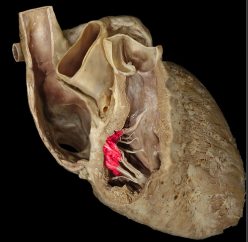 <p>blood flows from the right atrium to right ventricle through here</p>