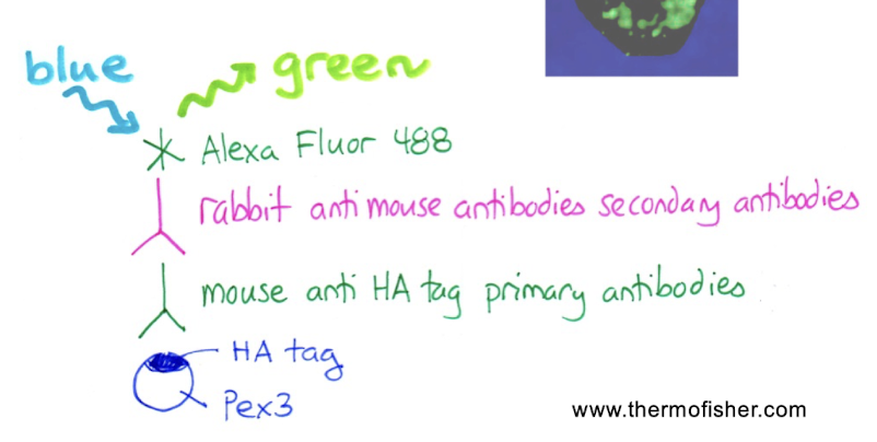 <ul><li><p>using tagged fusion proteins and Alexa Fluor 488 as fl. dye</p></li></ul><p></p>