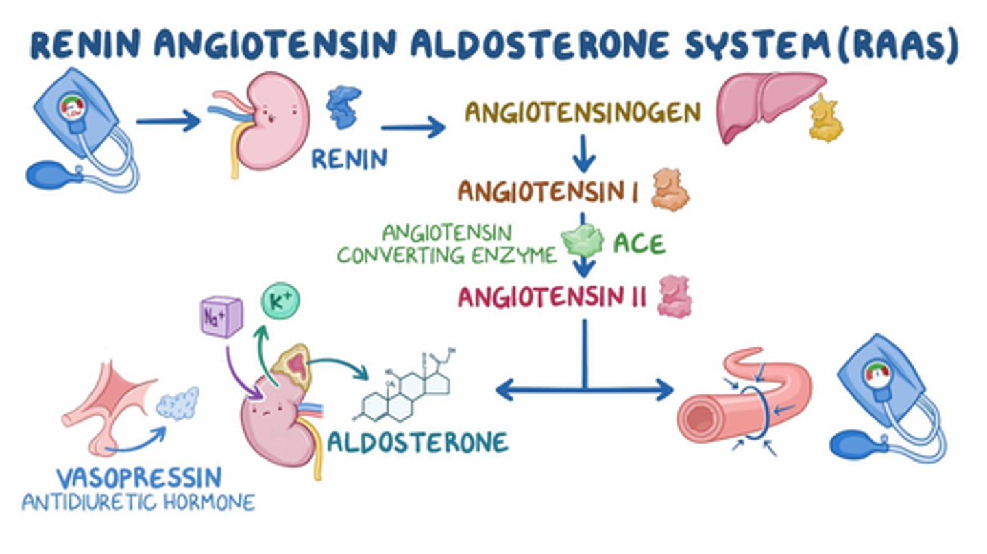 <p>B) By activating the Renin-Angiotensin-Aldosterone System (RAAS) to retain sodium and water</p>