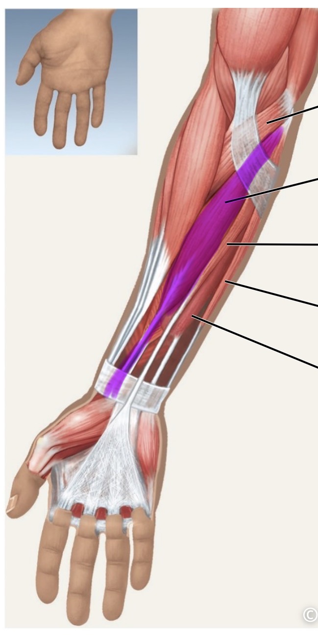 <p>anterior</p>
