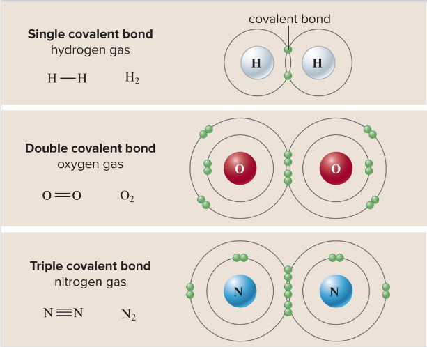 <p>The number of shared electron pairs, which directly dictates their length and strength</p><ul><li><p>Single bond: shares 1 pair of electrons (2 total electrons), longest and weakest of the three</p></li><li><p>Double bond: shares 2 pairs of electrons (4 total electrons)</p></li><li><p>Triple bond: shares 3 pairs of electrons (6 total electrons), shortest and strongest type</p></li></ul><p></p>