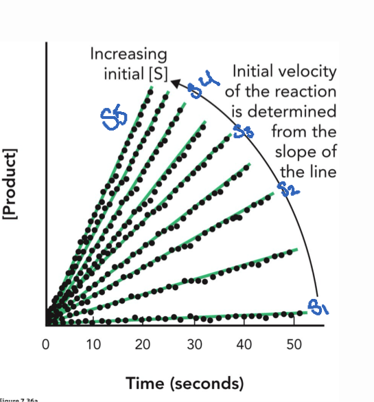 <p>Reaction rate before substrate, [S]»[E], way more substrate than enzyme</p><p>Directly proportional to [S] linear slope, usually within 1 min of reaction</p><p>High [S] → steeper slope, higher velocity, enzyme works faster in short time and are saturated (all occupied by substrate)</p><p>Low [S] → flatter slope, lower velocity, enzyme works slower</p>