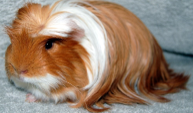 <p>welke type cavia is dit</p>