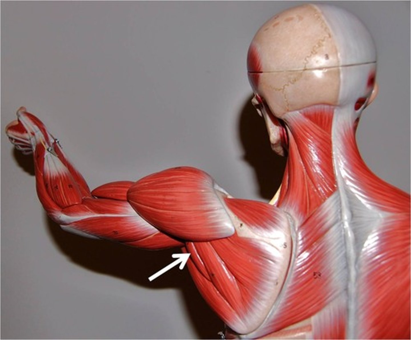 <p>Part of rotator cuff</p><p>Action - rotates humorus laterally</p><p>Origin - inferior lateral edge of scapula</p><p>Insertion - greater tubercle of humorus</p>