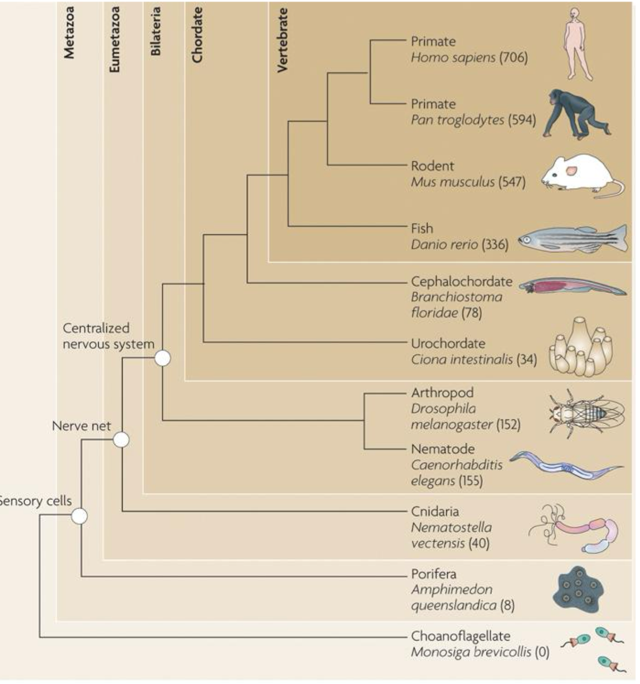 <ul><li><p>the identification in <em>C. elegans</em> was the big breakthru, it has homologs in other species (including humans)</p></li><li><p>but we don’t know yet how many of the targets are shared</p></li><li><p>over time, we are discovering more and more miRNA genes</p></li></ul><p></p>