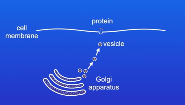 <p>Moves material out of the cell (excreted proteins / enzymes)</p><p>At start of exocytosis, the proteins are found in golgi apparatus, the proteins are modified here before being secreted.</p><p>Vesicles containing the protein bud off the golgi apparatus and make their way towards cell membrane</p><p>Vesicles then fuse with cell membrane , and protein secreted</p>
