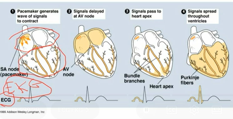 <p>ECG/EKG shows electrical activity of heart</p>