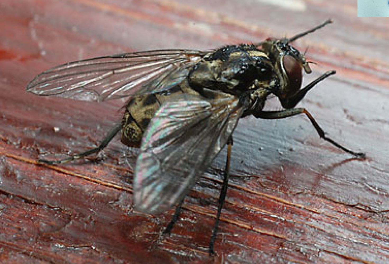 <p>Flies like this were buzzing around the legs of the horse. What was the fly doing? (I <em>think</em> this was the picture)</p>