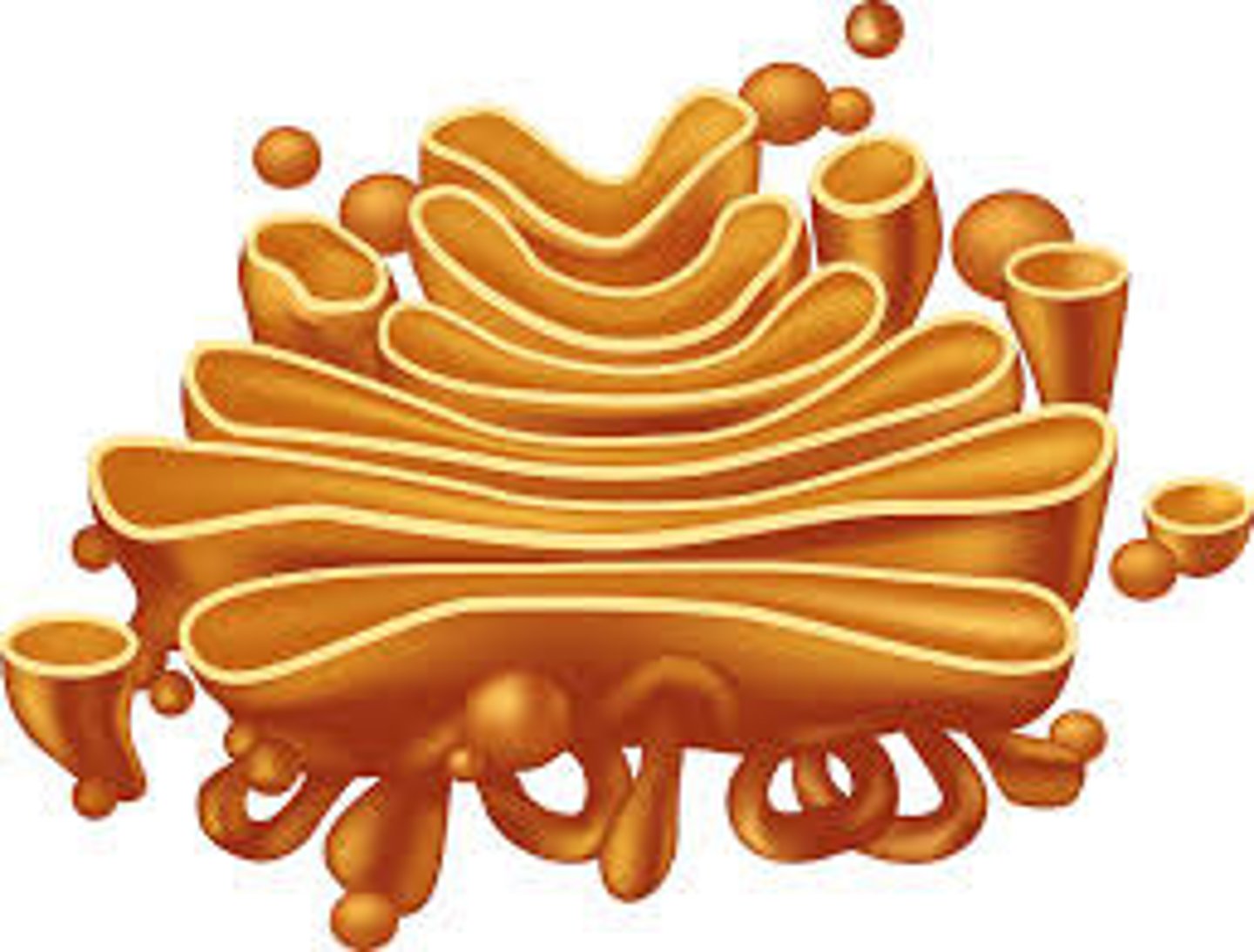 <p>Organelle that processes and packages proteins into a usable form to be exported out of the cells.</p>