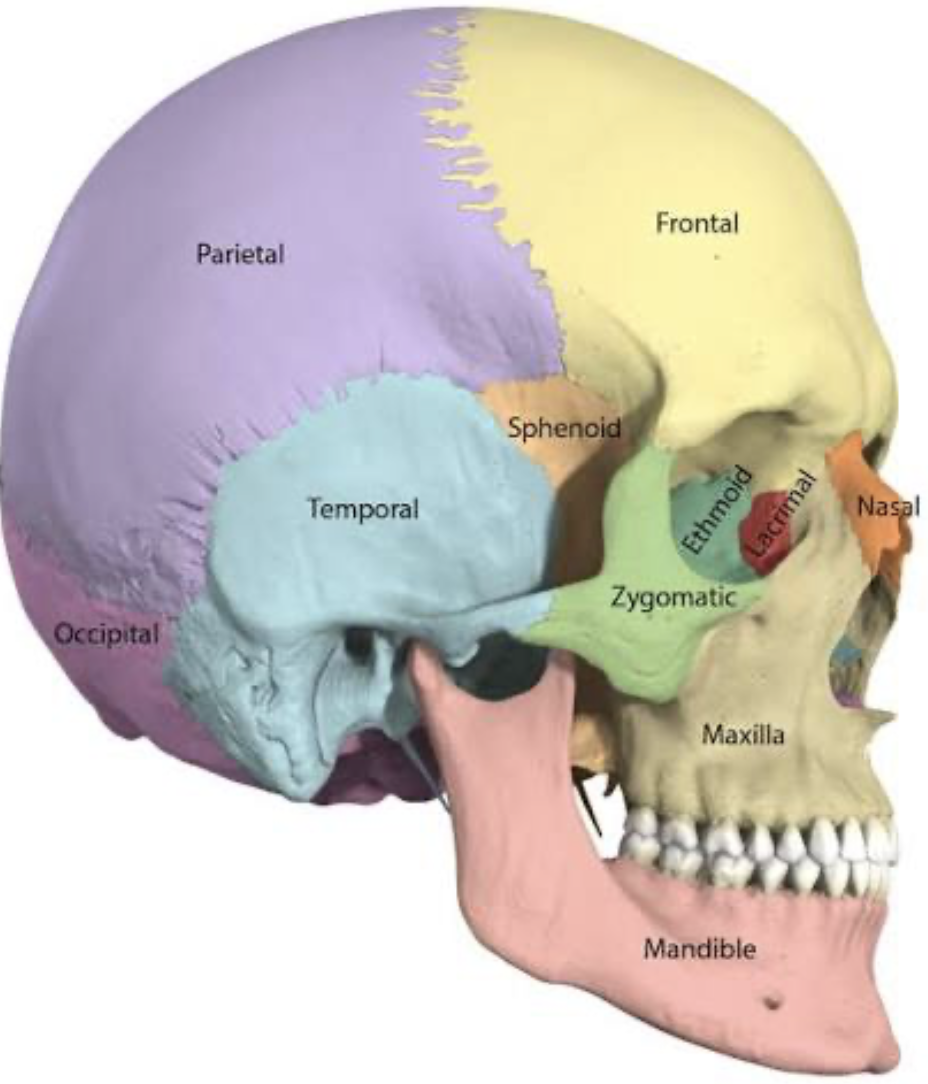 <p><span style="background-color: transparent;">Cranial Bones (Skull) – 8 Bones</span></p>