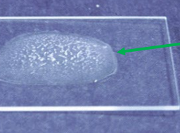 <p>test and result</p>