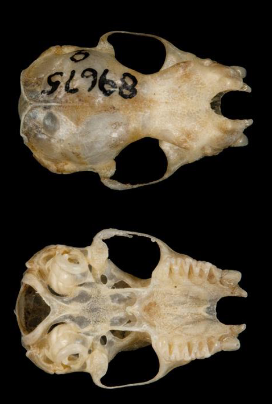 <p>Nycticeius humeralis</p>