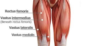 <p>located in the <u>thigh</u>; leg extension/kicking motion</p>