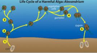 <ul><li><p>Produces saxitoin concentrate in mollusks</p></li><li><p>Causes</p><ul><li><p>Nerve damage, some cases paralysis</p></li></ul></li></ul><p></p>