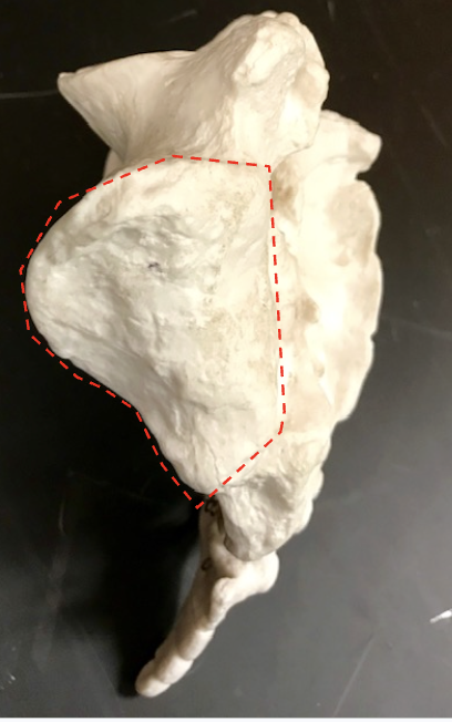 <p>Identify what’s highlighted in red</p>