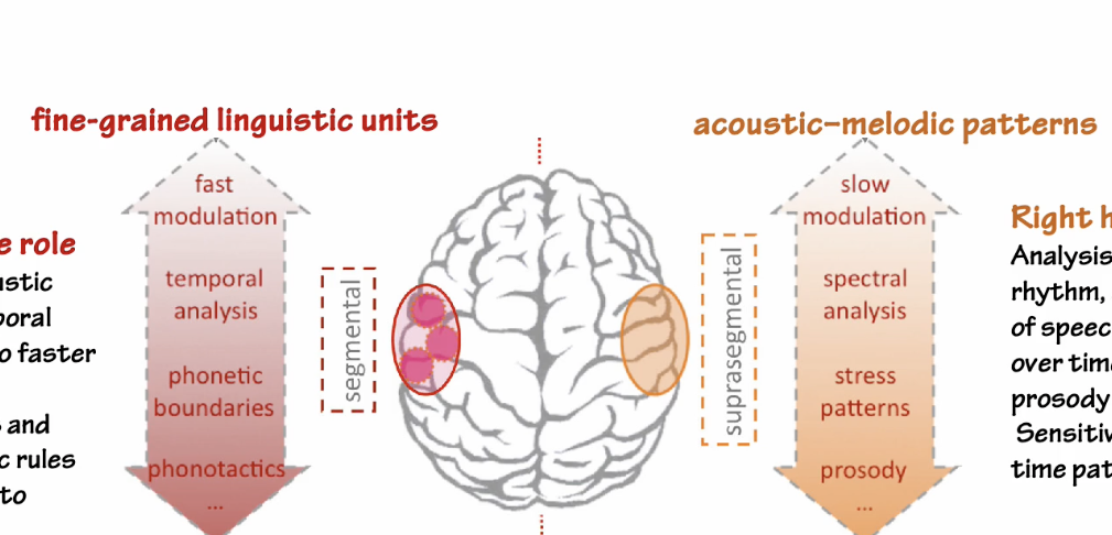 <p>LEFT HEMISPHERE has high temporal resolution - detects phonemes and applies phonotactic rules (turning them into words) </p><p>RIGHT HEMISPHERE has slower modulation - analyze melodies, rhythm, and pitch of speech, detecting prosody and intonation </p>