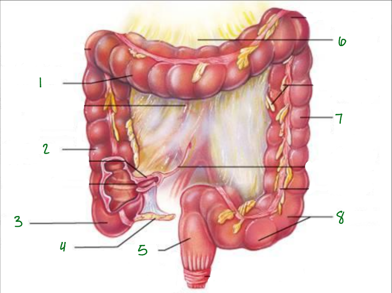 <p>What is 2 pointing to?</p>