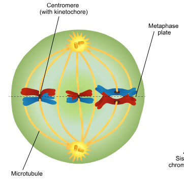 <p>Metaphase I</p>