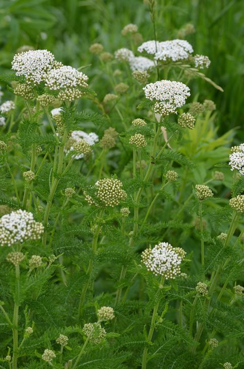<p>Achillea millefolium</p>