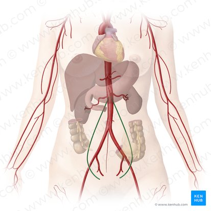 <ul><li><p>gonadal arteries</p><ul><li><p>branch off of abdominal aorta</p><ul><li><p>supplies the gonads</p></li></ul></li></ul></li></ul><p></p>