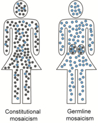 <p>Germline mosaicism</p>