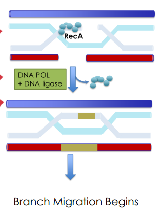 <ol><li><p><strong>RecA does Holliday Junction nucleation </strong>using its spooling mechanism to do strand exchange</p></li><li><p>Once a Hollidar Junction if formed, <strong>RecA polymers dissociate</strong></p></li><li><p>are templates are made yay! Now, <strong>DNA polymerases/DNA ligases fill the gaps in the DNA strands</strong></p></li></ol><p></p>