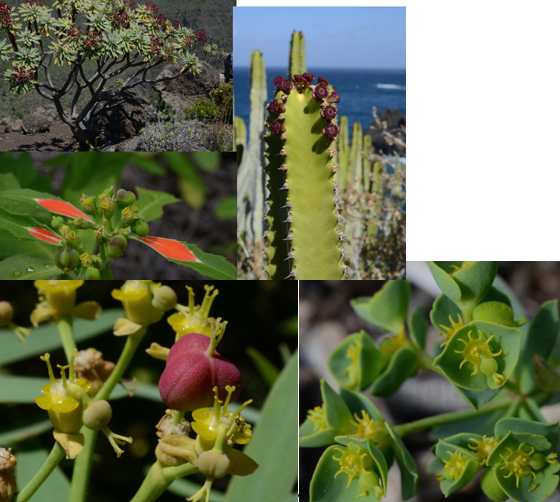 <p><span><strong>Euphorbiaceae</strong></span></p>