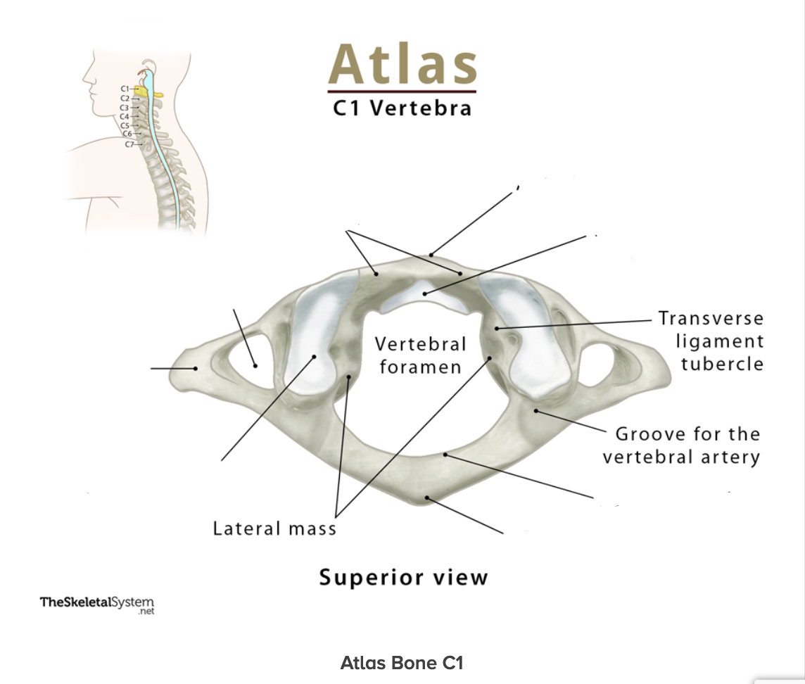 <p>Fill in the missing labels</p>