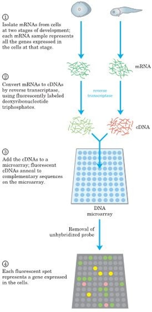<p>A microarray can be prepared from any known DNA sequence, from any source, generated by chemical synthesis or by PCR. The DNA is positioned on a solid surface (usually specially treated glass slides) with the aid of a robotic device capable of depositing very small (nanoliter) drops in precise patterns. UV light cross-links the DNA to the glass slides. Once the DNA is attached to the surface, the microarray can be probed with other fluorescently labeled nucleic acids. Here, mRNA samples are collected from cells at two different stages in the development of a frog. The cDNA probes are made with nucleotides that fluoresce in different colors for each sample; a mixture of the cDNAs is used to probe the microarray. Green spots represent mRNAs more abundant at the single-cell stage; red spots, sequences more abundant later in development. The yellow spots indicate approximately equal abundance at both stages.</p>