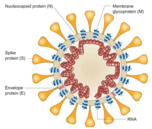 <ul><li><p><strong>S: Spike protein (Het grote oranje 'knots'-eiwit):</strong> Dit eiwit steekt als een kroon (<em>corona</em>) naar buiten. Het is verantwoordelijk voor de binding aan de gastheer-receptor (ACE2) en zorgt ervoor dat het virusmembraan versmelt met het celmembraan (<strong>receptor binding and virion fusion</strong>).</p></li><li><p><strong>N: Nucleocapsid protein (De rode spiraal binnenin):</strong> Dit eiwit functioneert als een beschermend omhulsel (<strong>capsomere</strong>) dat zich strak om het kwetsbare virale RNA-genoom heen wikkelt.</p></li><li><p><strong>M: Membrane glycoprotein (De blauwe eiwitblokjes in de wand):</strong> Dit is het meest voorkomende structurele eiwit in de viruswand. Het geeft het virus zijn stevigheid en vorm, en regisseert de assembly in de cel (<strong>required for virion production</strong>).</p></li><li><p><strong>E: Envelope protein (Het roze streepje in de wand):</strong> Een heel klein, functioneel envelop-eiwit (<strong>small envelope protein</strong>). Het helpt bij het in elkaar zetten van het virus en functioneert als een ionkanaal tijdens het infectieproces.</p></li></ul><p></p>
