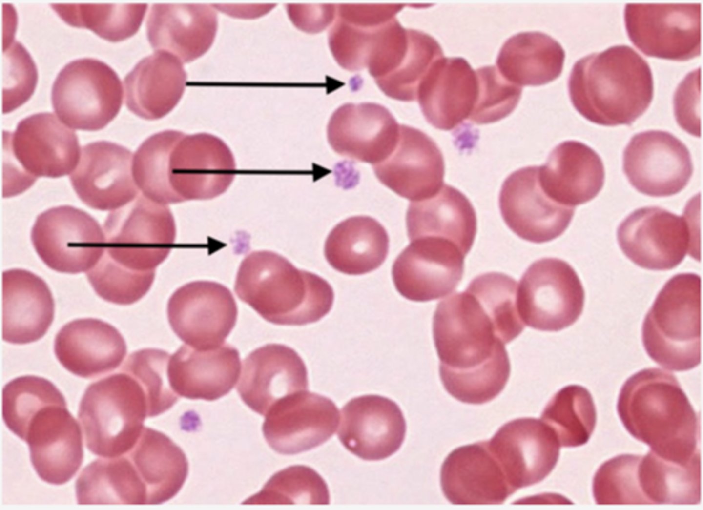 <p>Identify the blood formed elements</p>