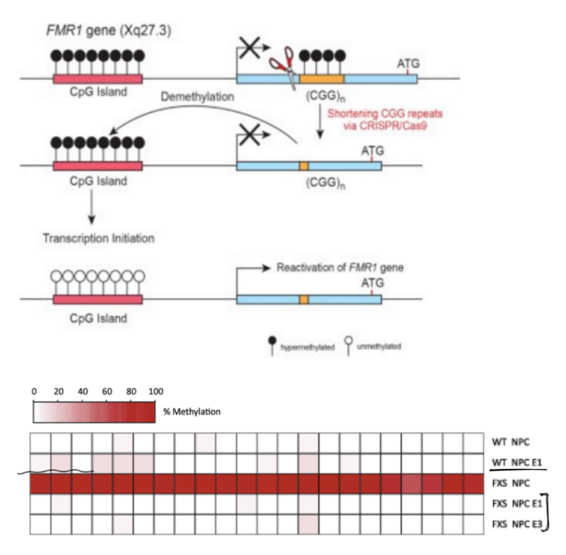 <p>DNA is <u>very/abnormally </u><strong><u>HIGHLY </u></strong>methylated in <u>neural precursor cells (NPCs)</u> from <u>FXS</u> patients, while DNA has low methylation in <u>normal/wildtype</u> patients</p><p>these <u>neural precursor cells (aka both wildtype & FXS NPCs)</u> are treated w/ CRISPR-Cas9 to target the CGG repeats, to get:</p><ul><li><p><u>edited wildtype cells (E1)</u> cells that show <strong>NO change</strong> in DNA methylation patterns</p></li><li><p><u>edited Fragile X cells (E1, E3)</u> cells show <strong>DECREASE in DNA methylation </strong>compared to FXS NPC cells, where DNA methylation is <span style="color: red;"><u>reduced to </u><strong><u>NORMAL WILDTYPE </u></strong><u>levels</u></span> in these cells</p></li></ul><p>(^ WT NPC, WT NPC E1 vs. FXS NPC, FXS NPC E1, FXS NPC E3)</p><p>__</p><p>(top pic) <u>no FMR1 protein is expressed in Fragile X cells</u></p><ul><li><p>b/c DNA methylation typically reduces gene expression, and FXS NPCs have a lot of highly methylated DNA / DNA with abnormally high amount of methylated NPCs in FXS patients</p></li></ul><p>(bottom pic) there is <u>now FMR1 protein being expressed in the Fragile X cells that were edited by CRISPR-Cas9</u></p><ul><li><p>b/c CRISPR-Cas9 editing of FXS NPCs to get FXS NPC E1/3 will decrease DNA methylation back to normal wildtype levels</p></li></ul><p>conclusion:</p><ul><li><p><strong><u>CRISPR-Cas9 can be used to edit FXS NCPs to restore FMR1 protein</u></strong> (restore FMR1 gene expression)</p></li></ul><p></p>