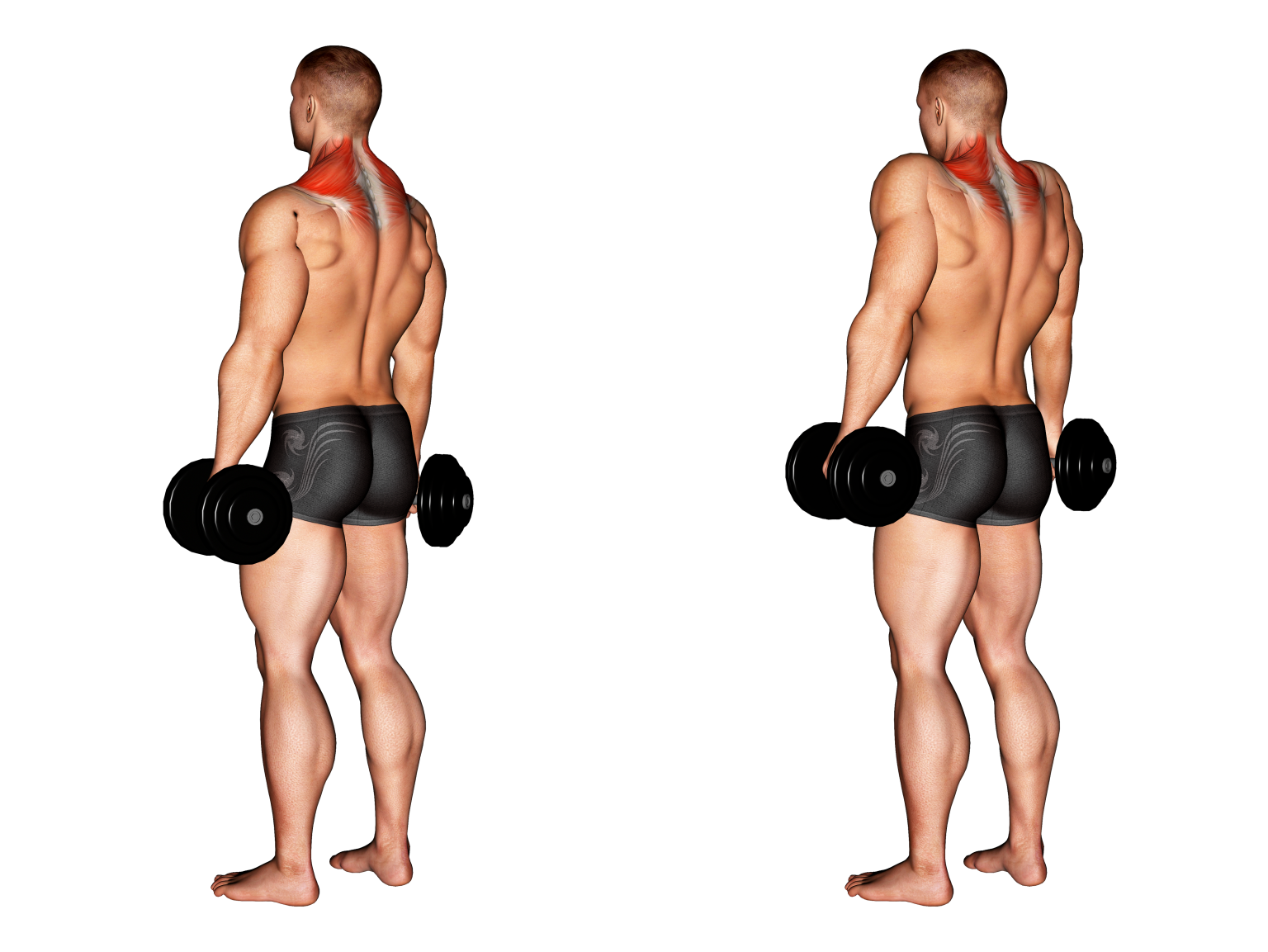 <ul><li><p>concentric = shoulder shrugs w/ dumbbells</p></li><li><p>eccentric = slowly lowering shoulders from top of shrug w/ DBs</p></li><li><p>isometric = holding the shrug at the midrange point w/ DBs</p></li></ul><p></p>
