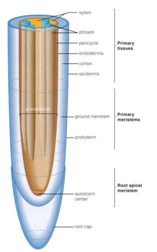 <p>primary meristematic tissues โ protoderm, ground meristem, procambium</p>