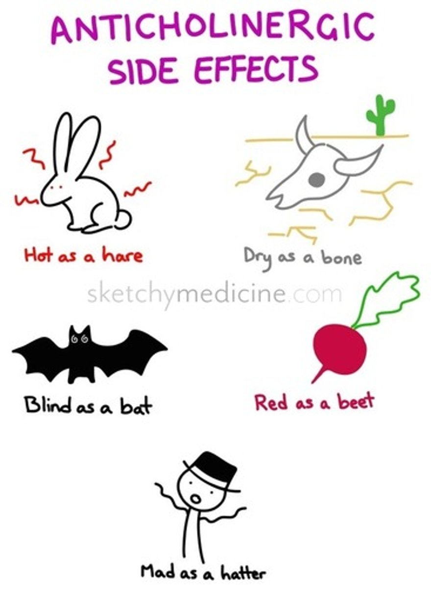 <p>Hot as a hare: fever</p><p>Dry as a bone: dry skin and mucous membrane</p><p>Blind as a bat: mydriasis (blown up pupils) with double or blurry vision</p><p>Red as a beet: flush</p><p>Mad as a hatter: altered mental status</p>